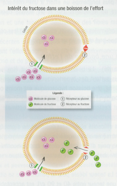 Intérêt du fructose dans une boisson de l'effort